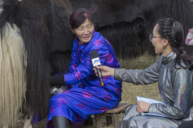 yak milking mongolia 
